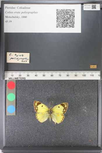 Media type: image;   Entomology 125277
